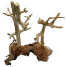 Two light beige driftwood sculptures with branching patterns on root base