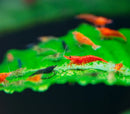 Neocaridina Shrimp Mix Pack: Red shrimp decor with green leaf base, white sand accents