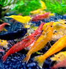 Neocaridina Shrimp Mix Pack - AquaticMotiv