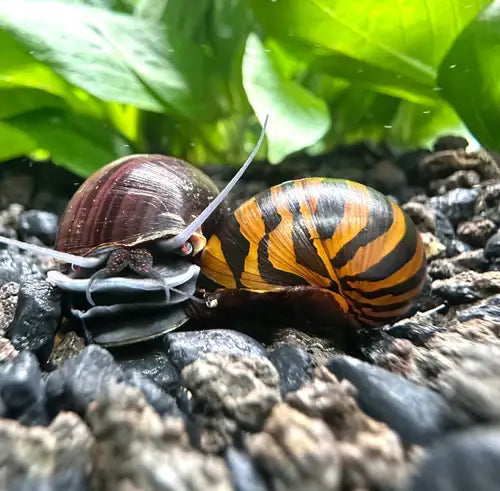 Nerite vs mystery snails comparison