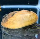 Opal Asian Freshwater Clam - AquaticMotiv