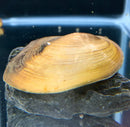 Tan and brown clam shell on rock in Opal Asian Freshwater Clam product