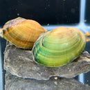Green and yellow Opal Asian freshwater mussel shell on rock in aquarium
