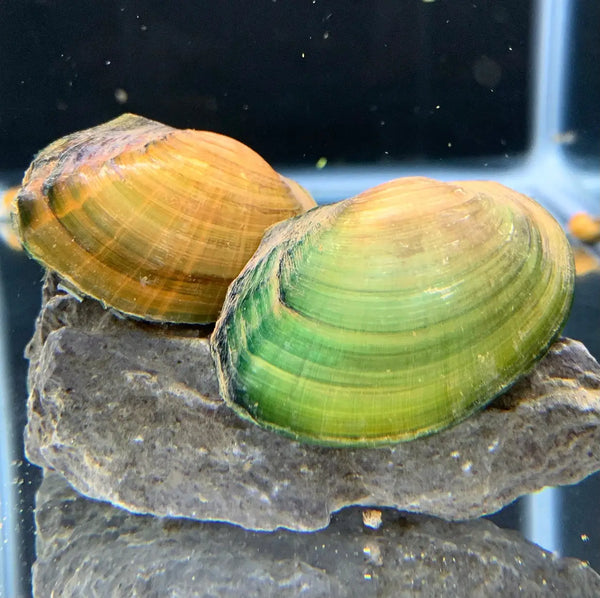 Green and yellow Opal Asian freshwater mussel shell on rock in aquarium