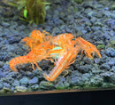 Orange Dwarf Mexican Crayfish aquarium decor set with green accents