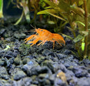 Orange dwarf Mexican crayfish with orange aquarium ornament
