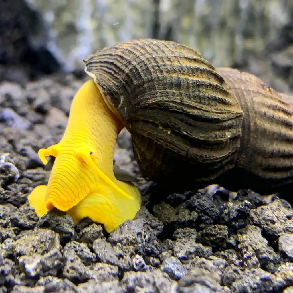 A vibrant yellow aquatic snail with a textured, brownish-gold striped shell.