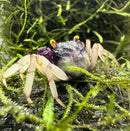 A small orchid vampire crab with dark textured carapace and pale legs resting on vibrant green moss