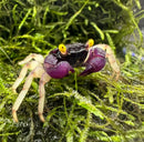 Orchid vampire crab geosesarma sp. vibrant purple and black with striking yellow eyes resting on green moss