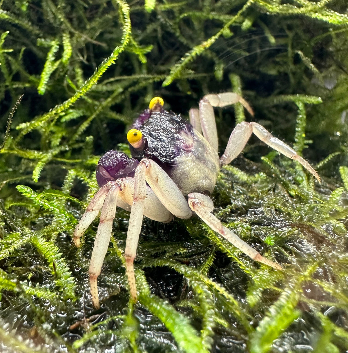 Orchid Vampire Crab Geosesarma sp Colorful Terrarium Crab