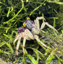 Orchid vampire crab with dark textured carapace and bright yellow eyes resting on vibrant green moss
