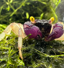 A vibrant purple orchid vampire crab with yellow eyes and speckled claws resting on green moss