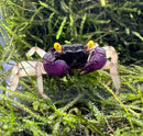 Orchid vampire crab vibrant purple and black with striking yellow eyes perched on lush green moss Geosesarma sp