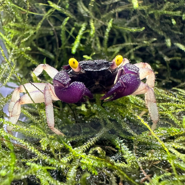 Orchid Vampire Crab Geosesarma sp Colorful Terrarium Crab