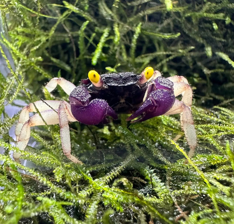 メタハラ　マリンプラズマ　クラマタ Orchid Vampire Crab Geosesarma sp Colorful Terrarium Crab
