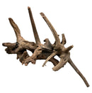 Weathered gnarled Pacific Wood driftwood with natural brown textured surface