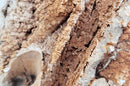 A textured brown and gray termite mound with rough layered surfaces featured in paleorock stone product