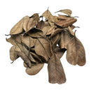 Pile of 20 dried brown Palu magnolia leaves with curled edges and veins