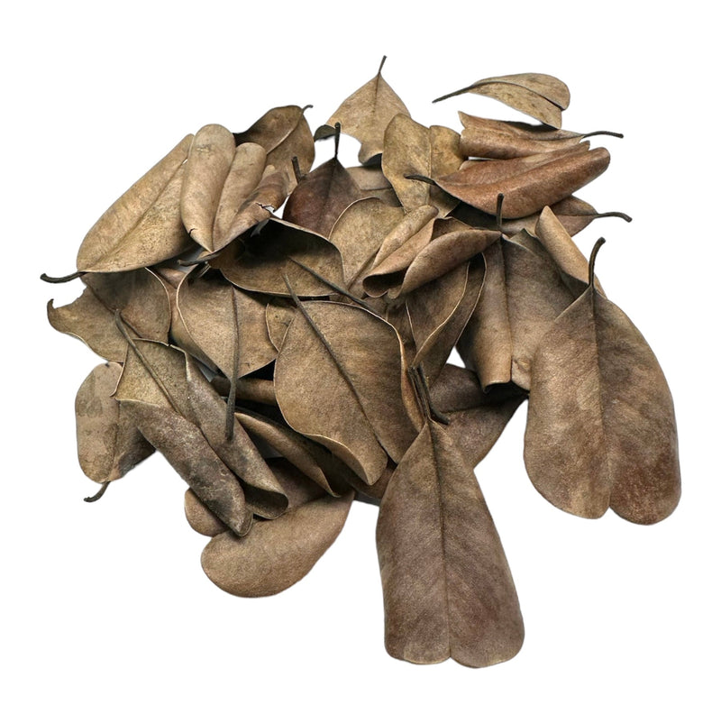 Palu Leaves - 20 pcs - [AquaticMotiv]