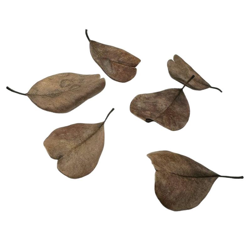 Palu Leaves - 20 pcs - [AquaticMotiv]