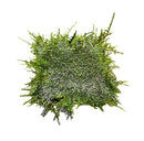 Peacock Moss 3x3 mat with green moss wall art texture