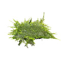 Peacock Moss 3x3 Mat with green delicate fronds for aquariums