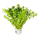 Pearl Weed (Micranthemum Micranthemoides) bunch in metal container
