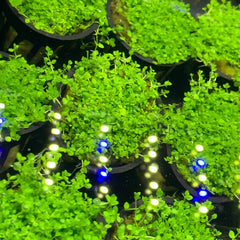Pearl Weed Micranthemum Micranthemoides pot with blue white string lights and green foliage