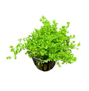 Pearl Weed Micranthemum Micranthemoides in green pot with white base