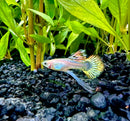 A vibrant phoenix guppy pair with iridescent silver pink hues and yellow tipped tail fins with black markings
