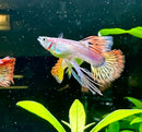 A vibrant phoenix guppy pair with iridescent pink and orange fins swimming gracefully in an aquarium