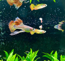 A vibrant orange and green phoenix guppy pair with flowing fan-like fins swimming gracefully in an aquarium