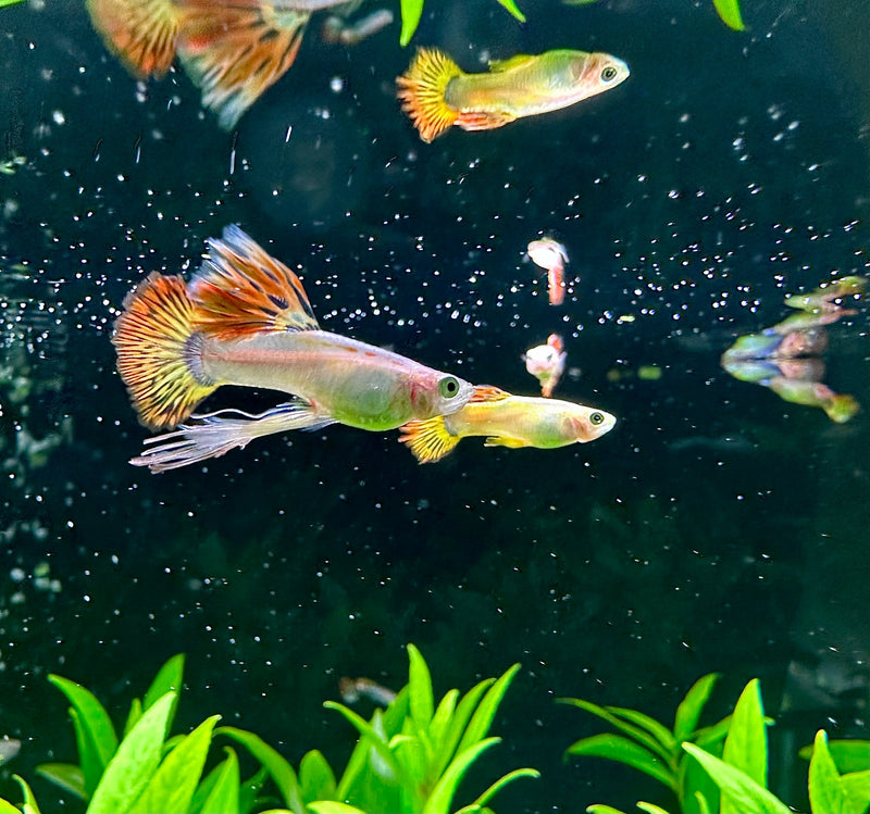 Phoenix Guppy (Pair) - [AquaticMotiv]