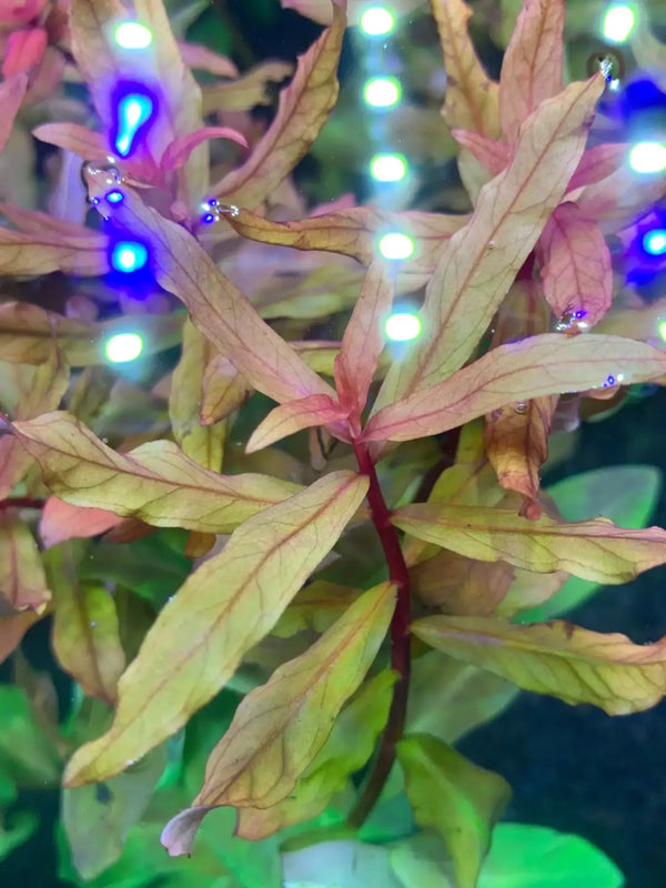 Ammannia gracilis care profile