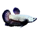 Platinum black dragon hmpk betta male with striking black and white iridescent scales and deep purple edged flowing fins