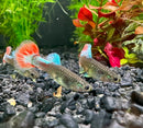 Three vibrant platinum dumbo ear guppies with iridescent green blue bodies and flowing orange red turquoise tails