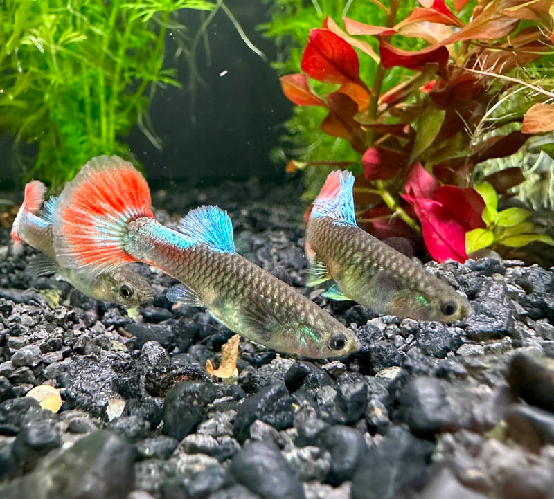 Platinum Dumbo Ear Guppy (Pair) - [AquaticMotiv]