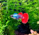 A vibrant platinum dumbo ear guppy pair with red and blue flowing fins swimming among green aquatic plants