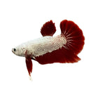 A striking platinum red dragon hmpk betta male fish with flowing fan-like red and silver fins