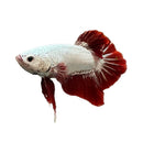 Platinum red dragon hmpk betta male with striking red and white flowing fan-like fins swimming gracefully