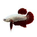 Platinum red dragon hmpk betta male with striking red and white colors and flowing fan like fins