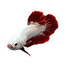 Platinum red dragon HMPK betta male with striking red and white coloring and flowing fan-like fins