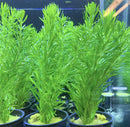 Vibrant Pogostemon Erectus green plants with feathery leaves in black pots