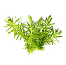 Fresh Pogostemon Erectus rosemary sprigs with needle-like leaves