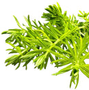 Fresh Pogostemon Erectus rosemary sprigs with needle-like leaves