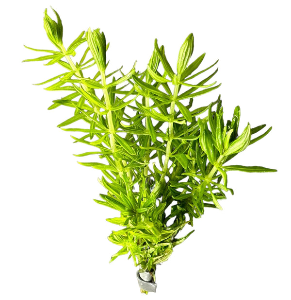 Pogostemon Erectus - [AquaticMotiv]