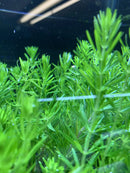 Vibrant Pogostemon Erectus green plants in aquarium
