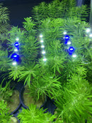 Vibrant Pogostemon Erectus with feathery leaves and blue-white LED lights