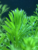 Vibrant Pogostemon Erectus green aquatic plant with needle-like leaves