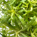 Pogostemon Helferi Downoi tissue culture: fresh green waterweed with feathery leaves